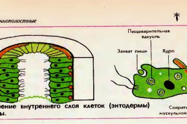 Линк кракена