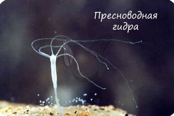 Кракен ворует аккаунты